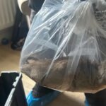 Пацюка розміром з собаку знайшли під час бунту натовпу паразитів у селі…