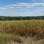 Прокуратура повернула громадам Дніпропетровської області 700 гектарів землі вартістю 27 мільйонів гривень:…