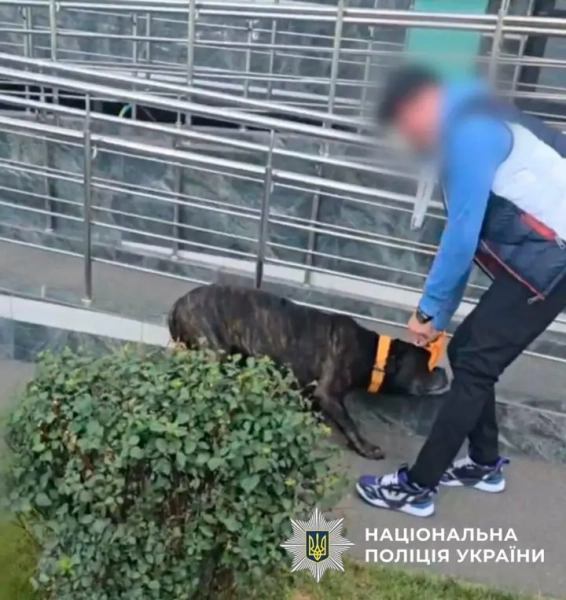 Чоловік побив собаку на вулиці в Києві: йому загрожує штраф і конфіскація тварини