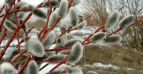 1 березня — надія на нове: чому ми прагнемо весни