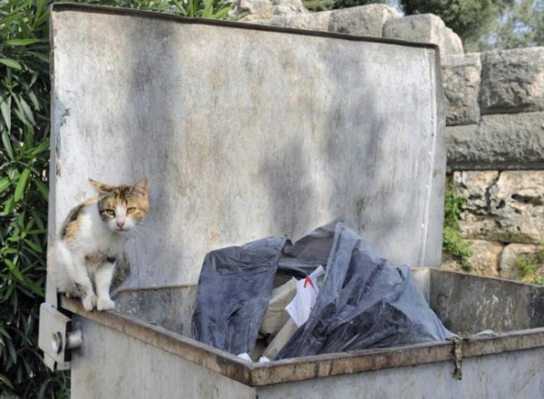 “Сміттєвий дайвінг” – фриганізм … Що це таке?