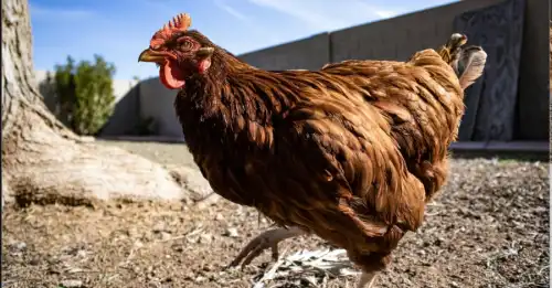 Оренда курей та абонемент на яйця: київський стартап з елітним житлом для&hellip;