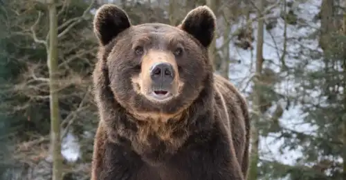 Скоро весна: ведмеді прокинулись в Синевирі, лелеки повертаються в Україну
