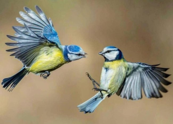 Григор'єв день, Григорій – веснопокажчик