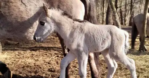 Зникли сто років тому: на Львівщині відновлюють рідкісних тарпанів