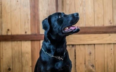 ШІ долучився до розробки протиракової вакцини, щоб врятувати тварину.