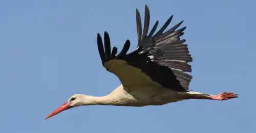 Наші гості з Африки на шляху: коли повернуться бузьки та хто перший…