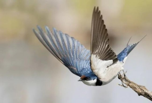 Маврикіїв день