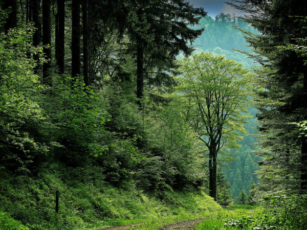 Десять фактів про ліси