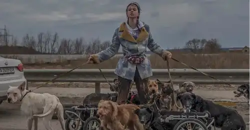 Рятівниця псів з Ірпеня: Переповнений притулок, брак коштів для підтримки нових господарів.