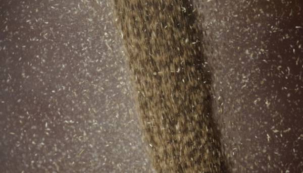 Українська пшениця зросла в ціні через іранський воєнний конфлікт.