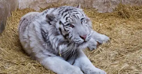 Врятований на Харківщині білий тигр Алекс переїхав до нового притулку у Британії.