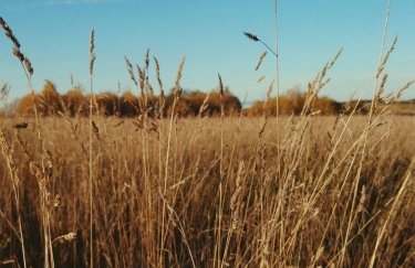 Український збір зерна 2025: найвища позначка за 4-річний період.