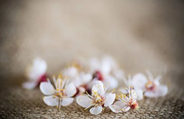 Морози знищили половину врожаю абрикосів: як справи у вишень, черешень та яблук?