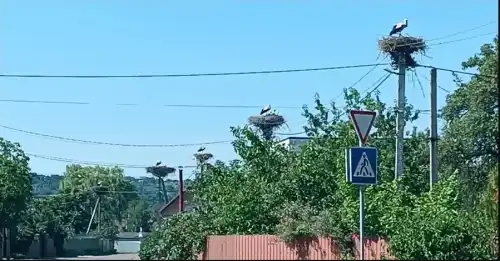 Кияни з лелечого гнізда під Києвом: бракує опор для гніздування, звідси й&hellip;
