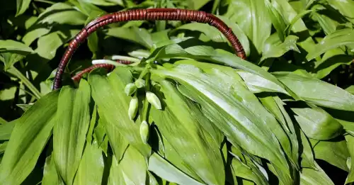 Отруйна білозір замість ведмежої цибулі: які безпечні рослини легко сплутати з небезпечними.