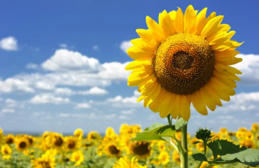 Соняшник замість пшениці: фермери обирають вигідність — Delo.ua