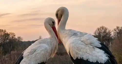 На Полтавщині в оселі Одарки та Грицика – нові лелеки.