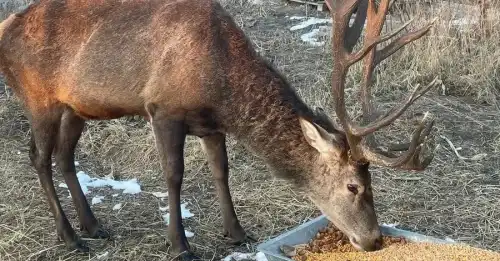 Зникнення оленя Бориса: лісники планують обстежити місцевість дроном з теплобаченням