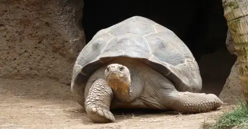 Аферист підробив кончину найстарішої черепахи планети заради збору крипти