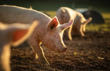 Вартість свиней у живій вазі 20-26 квітня: чи зростуть ціни на м’ясо&hellip;