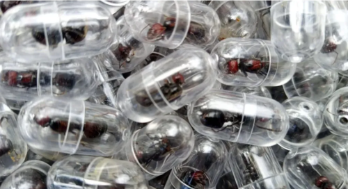 Свіжий вибір у злочинців: мурахи, коники морські й панголіни