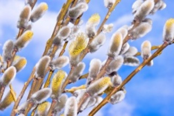 Вербна неділя