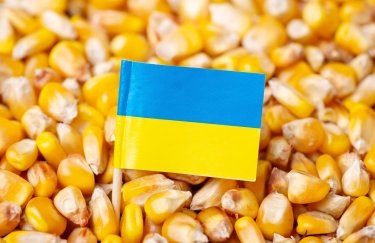 Українська кукурудза повернулася на ринок Алжиру / Shutterstock кукурудза, експорт кукурудзи, прапор України