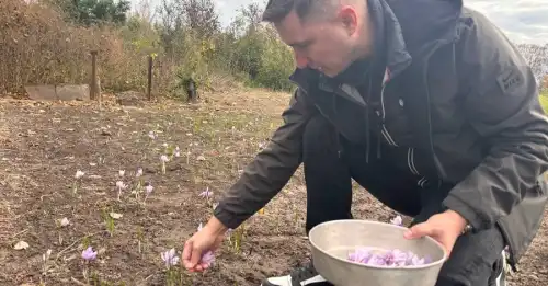 Спаржа, артишок та шафран: переселенець з Каховки культивує екзотику на Черкащині та…