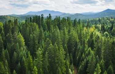 Держлісагенція залучає світових союзників задля допомоги лісовому сектору