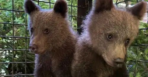 На дереві сиділи і плакали: у Карпатах знайшли двох ведмежат-сиріт