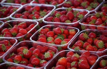 Весняні заморозки призвели до втрати понад 20% очікуваного врожаю полуниці — Delo.ua