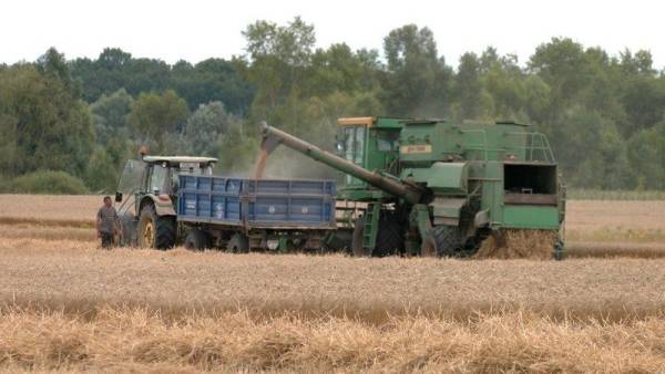Врожай вражає, проте вартість розчаровує: на Чернігівщині ціна на пшеницю впала майже вдвічі порівняно з минулим роком — SuperAgronom.com