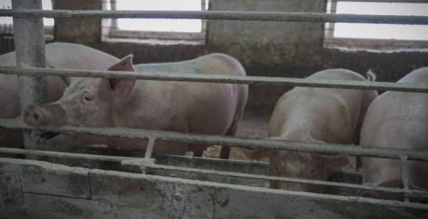 Промислове поголів’я свиней досягло 3,31 мільйона — КУРКУЛЬ