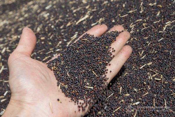 Незважаючи на падіння вартості, ріпак все ще приносить дохід — ПУСК — SuperAgronom.com