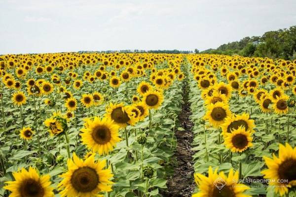 Чому рослини відчувають нестачу калію навіть на родючих ґрунтах — пояснює експерт…