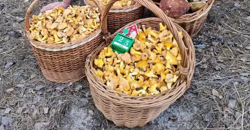 Українська грибна карта: коли, де та які гриби збирати з липня по&hellip;