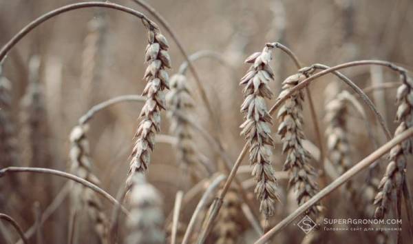 Проблеми зі злаковими культурами на полях у багатьох регіонах — SuperAgronom.com