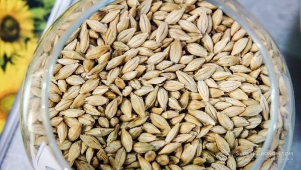 Новий урожай ячменю майже не користується попитом в Україні — SuperAgronom.com
