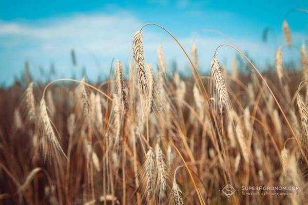 Жито за технологією no-till принесло 5,6 т/га на малородючих ґрунтах — практика — SuperAgronom.com