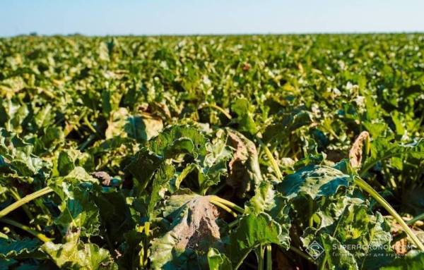 Німеччина чекає на найслабший урожай цукрових буряків цього року — SuperAgronom.com
