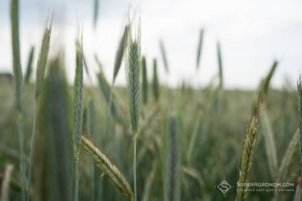 Жито на піщаних ґрунтах Полісся прибутковіше за пшеницю — досвід агропідприємства — SuperAgronom.com