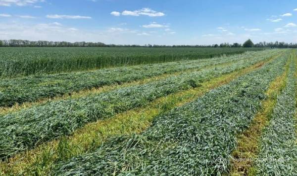 Через посушливі умови фермери на Вінниччині все частіше віддають перевагу силосному житу — SuperAgronom.com