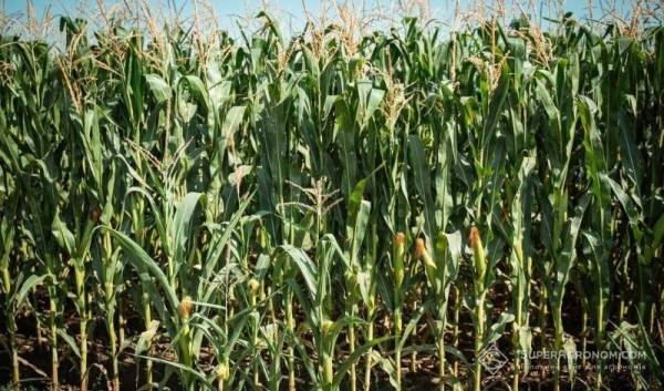 Кукурудза ФАО 290–400: як у Гадз-Агро створюють кормовий конвеєр — SuperAgronom.com