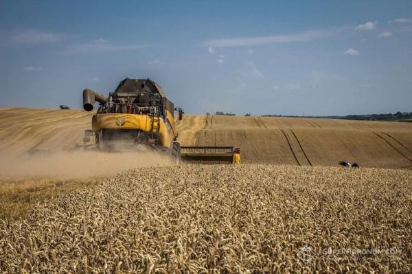 Жнива 2026: Зливи знижують якість та клас української пшениці — SuperAgronom.com