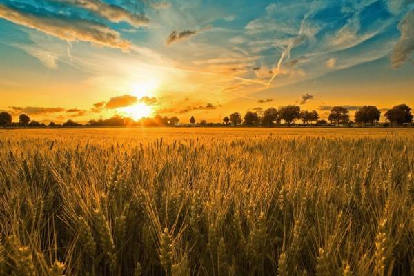 Україна поставила за кордон лише п’яту частину свого зернового експорту.
