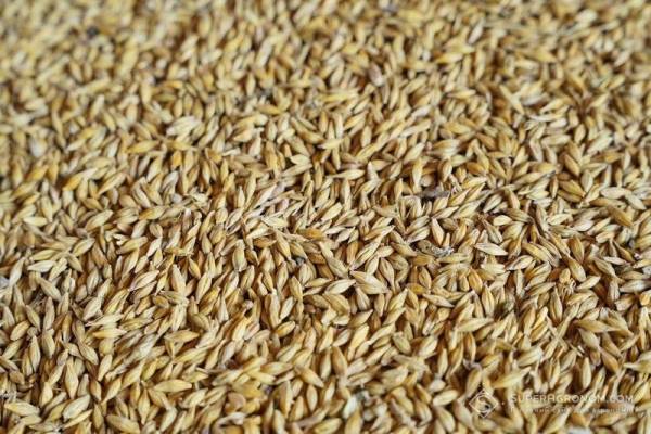 Український фуражний ячмінь продовжує знижуватися в ціні — SuperAgronom.com