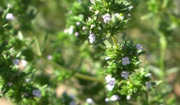 На півдні Одещини розпочали культивувати садовий чабер — SuperAgronom.com