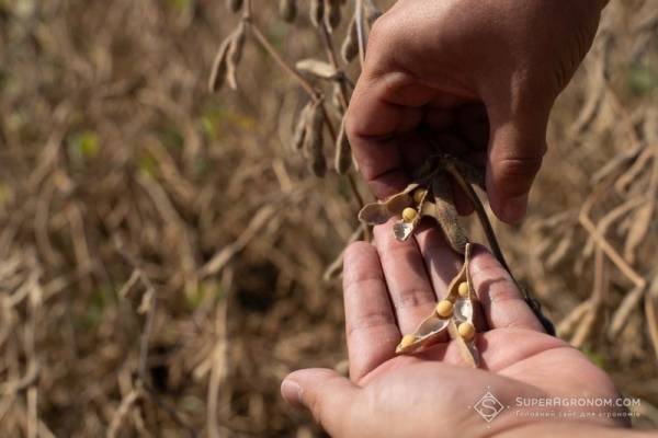 У 2026 році соя виявиться вигідною культурою для експорту — SuperAgronom.com