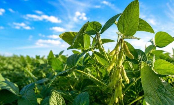 Павутинний кліщ здатний знищити до 80% врожаю сої — SuperAgronom.com